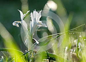 Juno Palestine flower Iris palaestina