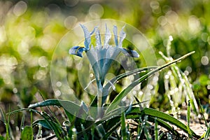 Juno Palestine flower Iris palaestina