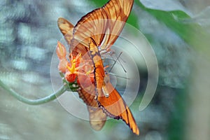 Juno silverspot, Dione juno