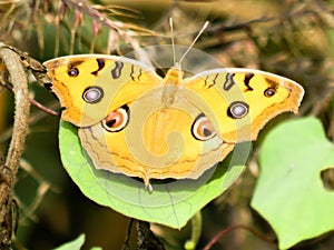 Junonia almana or Brush-footed butterflies