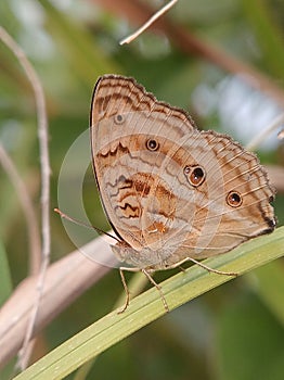 Junonia almana or peacock pansy butterfly in grass leaf