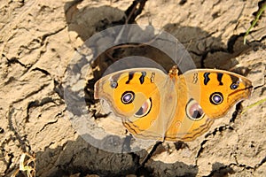 Junonia almana, Peacock Pansy sitting on the ground with morning time.