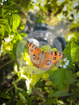 Junonia almana, the peacock pansy, is a species of nymphalid butterfly