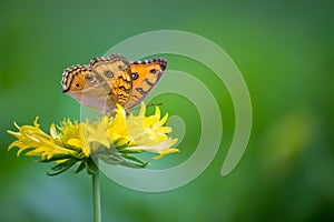 Junonia almana, the peacock pansy, is a species of nymphalid butterfly found in Cambodia and South Asia.