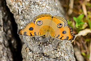 Junonia almanac butterfly