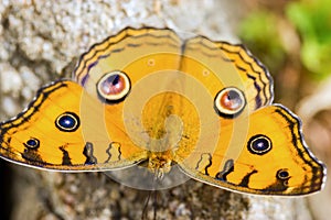 Junonia almanac butterfly
