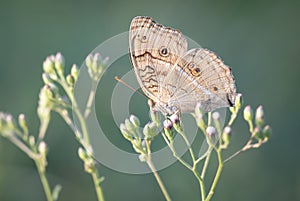 Junonia atlites atlites Linnaeus, 1763 ,Grey Pansy , A gray butterfly with dots looking for nectar at a grass flower against a