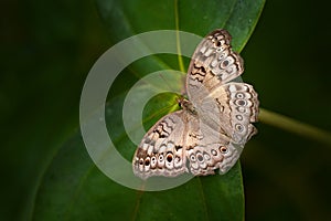 Junonia atlites, grey pansy, insect on flower bloom in the nature habitat. Butterfly in China ans Cambodia. Wildlife nature.