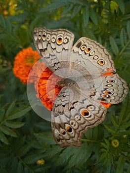 Junonia atlites, the grey pansy, is a species of nymphalid butterfly found in South Asia.