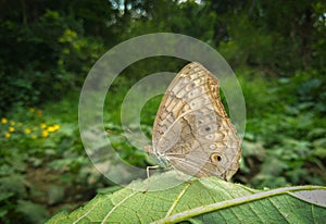 Junonia atlites, the grey pansy, is a species of nymphalid butterfly found in South Asia.