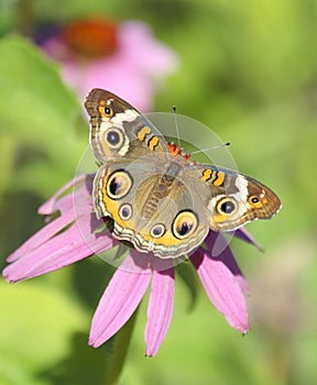 Junonia Coenia Common Buckeye Butterfly on Echinacea