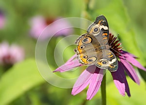 Junonia Coenia Common Buckeye Butterfly on Echinacea