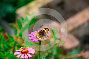 junonia coenia on zinnia flower