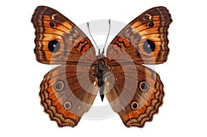 Junonia genoveva butterfly