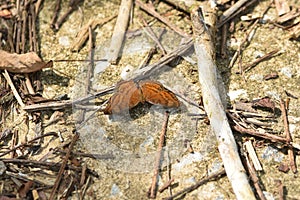 Junonia hedonia, the brown pansy, chocolate pansy, brown soldier or chocolate argu