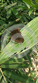 Junonia hedonia the brown pansy chocolate pansy brown soldier or chocolate argus.