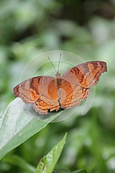 Junonia hedonia Butterfly & x28;not graded& x29;