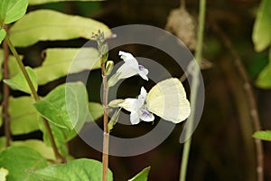 Junonia lemonias, the lemon pansy, is a common nymphalid butterfly