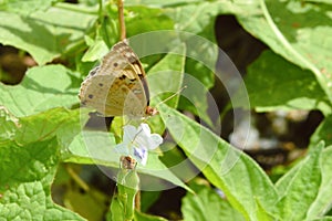Junonia lemonias, the lemon pansy, is a common nymphalid butterfly found in Cambodia and South Asia