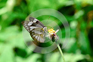 Junonia lemonias, the lemon pansy, is a common nymphalid butterfly found in Cambodia and South Asia