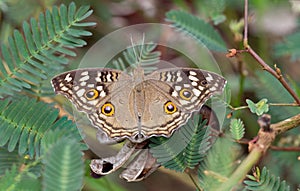 Junonia lemonias lemonias Linnaeus, 1758 : Lemon Pansy Sneak in the overgrown grass in the forest