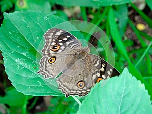 Junonia lemonias lemonias in nature