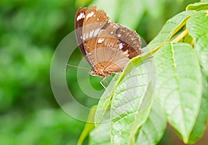 Junonia orithya