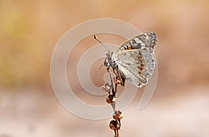 Junonia orithya , the blue pansy butterfly