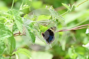 Junonia orithya is a nymphalid butterfly with many subspecies