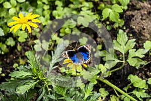 Junonia orithya, a nymphalid butterfly which commonly known as blue pansy butterfly.