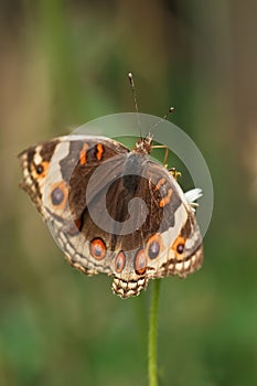 Junonia orithya wallacei (Blue Pansy) female