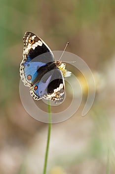 Junonia orithya wallacei (Blue Pansy) Male