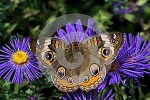 Junye or buckeye on New England Aster.