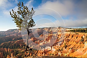 Jupiter Pine Tree at Bryce Canyon