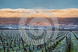 Jura Mountain And Vineyard