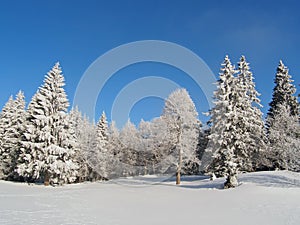Jura Mountain in Winter, mont d or area