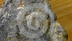 Jurassic ammonite Perilytoceras jurense with septa