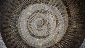 Jurassic ammonite view of the central whorls