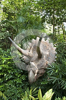 Jurassic dinosaur Triceratops in the forest