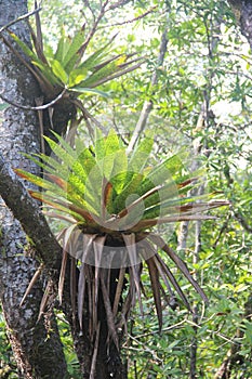 Jurassic Forest Bromeliad Jungle