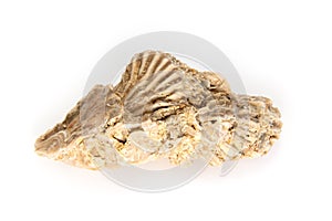 Jurassic shell cluster