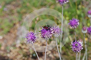 Jurinea flowers with beetle