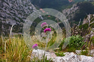 The Jurinea mollis flower in Italian called cardo del Carso