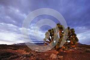 Jushua Tree and Desert Sunset near Whitney Pocket, Nevada, USA