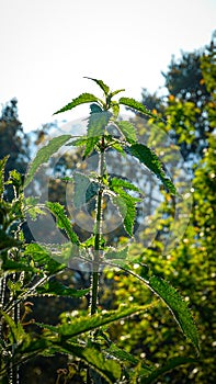 Nettle Leaf Bichu Buti urtica diosa plant leafs photo