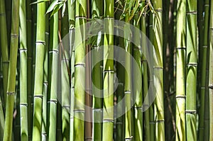 Just a bamboo