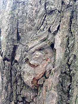 Just bark on a tree. Look at this photo from a distance and from different angles! You will see something quite unusual.
