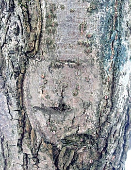 Just bark on a tree. Portrait of a Scarecrow from a parallel.