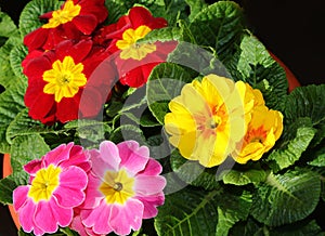 just blossomed spring primroses with yellow red and fuchsia color