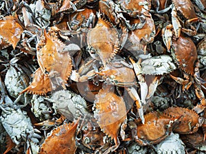 Just Boiled Maryland Blue Crabs